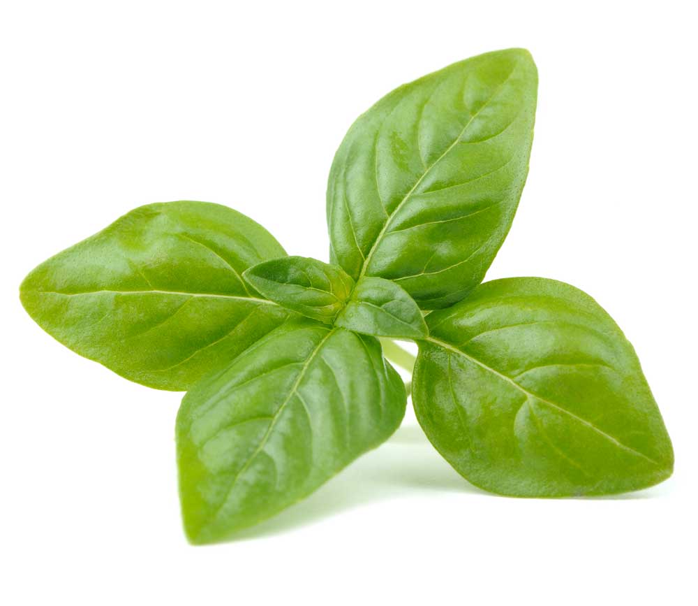 Basil Mappae Medicinal and Aromatic Plants Pathways Across Europe