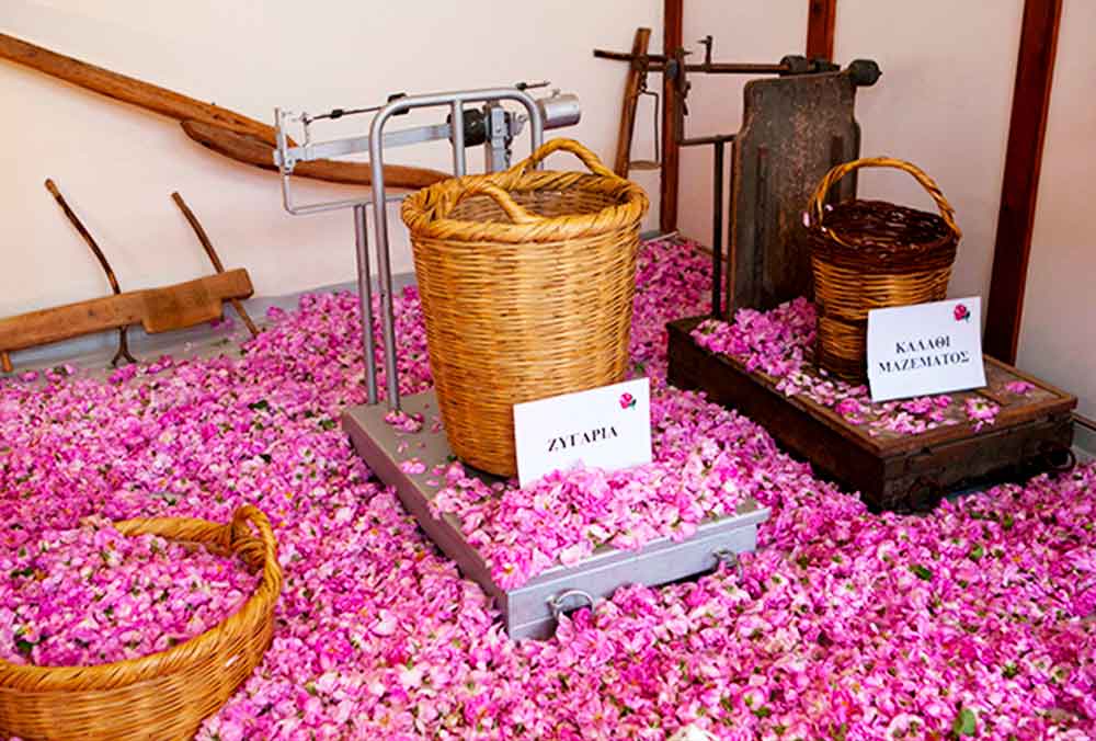 Agros Rose Factory
