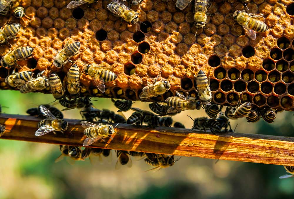 Beekeeping Dragoslavic