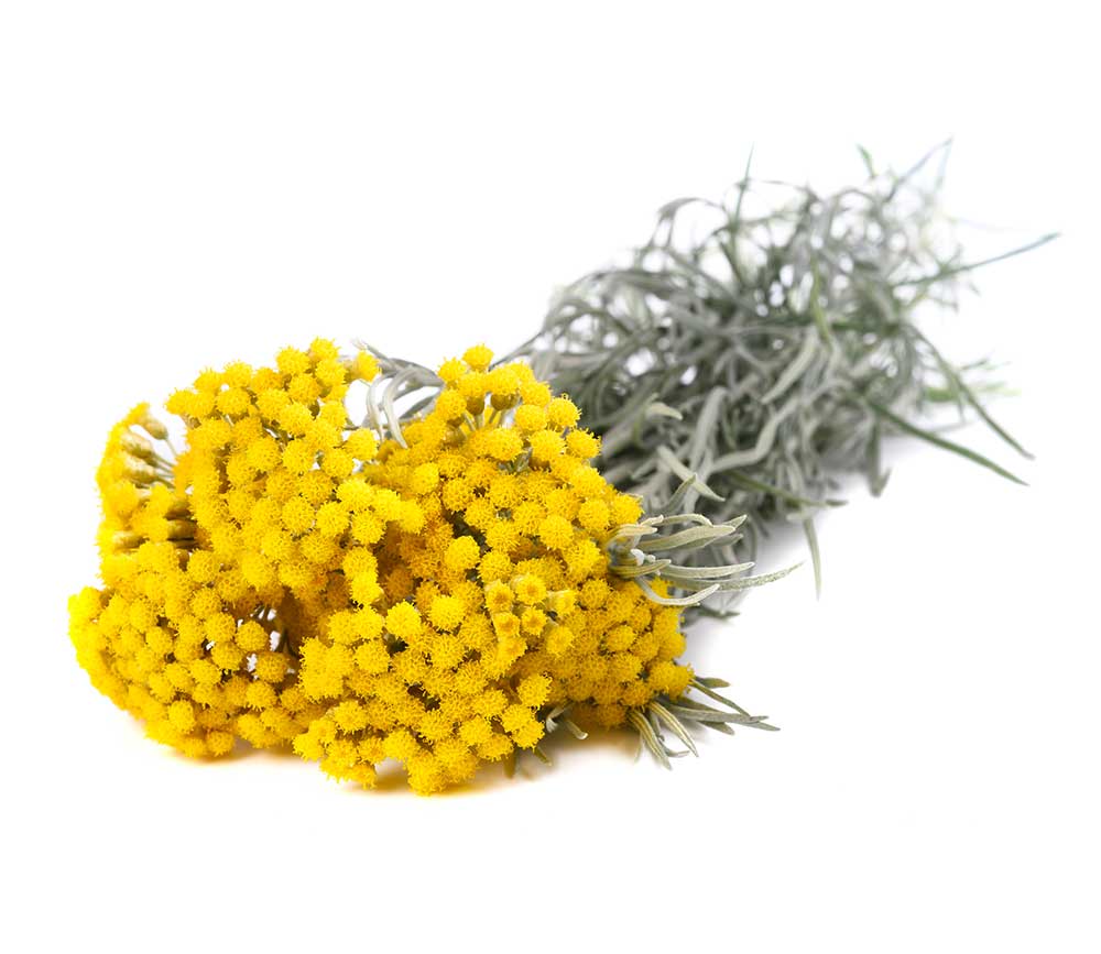 Helichrysum (Fiore di carta) - Apulia Plants